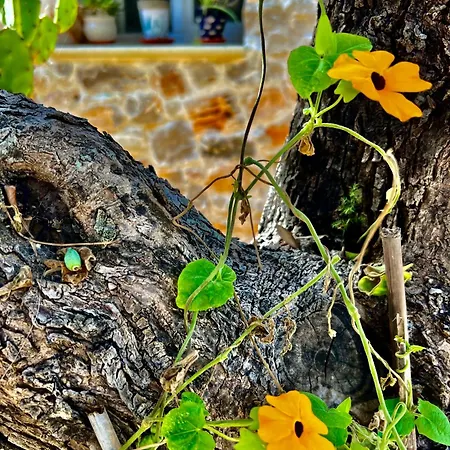 Trulli Delle Succulente *