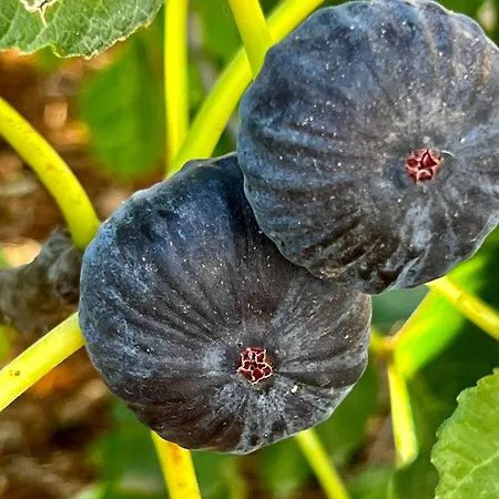 Feriehus Trulli Delle Succulente Capilungo