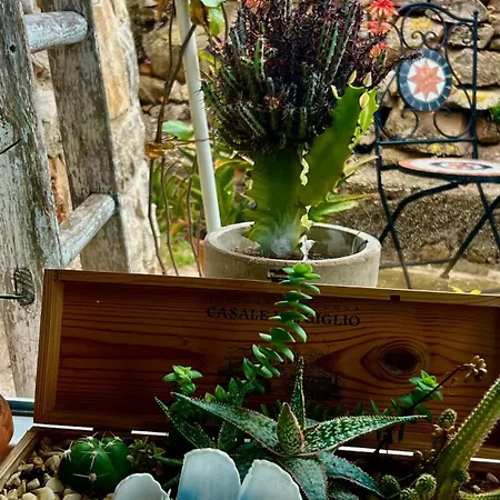 Casa de Férias Trulli Delle Succulente *