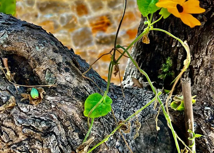 Trulli Delle Succulente *