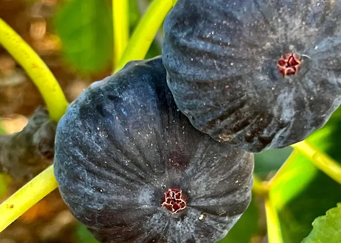 度假居 Trulli Delle Succulente Capilungo